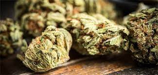 Marijuana, or marihuana, is a name for the cannabis plant and more specifically a drug preparation from it. So Gross Sind Die Chancen Und Risiken Von Cannabis