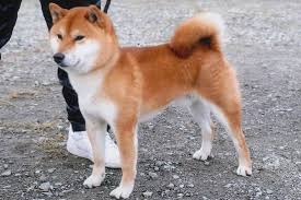 But in my eyes, he's still my little wylee. Comparison Pics Of Pretty And Not Pretty Shibas Perfect Puppy Com