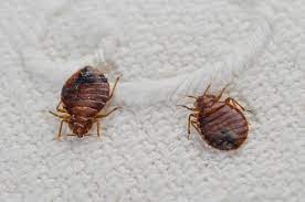 laundry infested with bed bugs