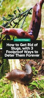 how to get rid of slugs with 3