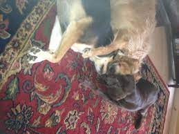 A sleeping Dog Knot | Sleeping dogs, Dogs, Animals