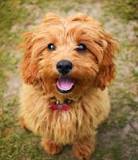 Image result for cute cavapoo