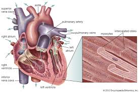 Location of origin or insertion: Cardiac Muscle Definition Function Structure Britannica