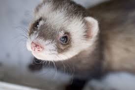 Natural Ferret Diets Whole Prey And Raw Foods