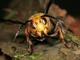 world s biggest hornet kills