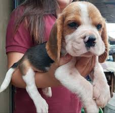 I have a shitzu puppy already. Cute Beagle Puppy For Rescued Home Home Facebook