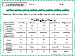 Plant Kingdom Graphic Organizer Graphic Organizers Plants