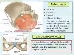 Learn about anatomy muscles pelvis with free interactive flashcards. Anatomy Of The Pelvis Prof Saeed Abuel Makarem