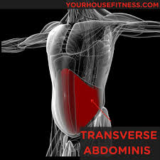 muscle breakdown transverse abdominis
