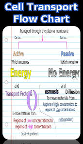 Osmosis Lesson Cell Transport Biology College Biology