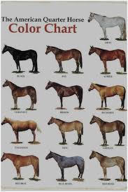 30 Eye Catching American Quarter Horse Colors Chart