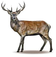 Game Deer Species Game Management Authority
