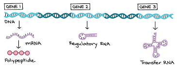 Intro To Gene Expression Central Dogma Article Khan