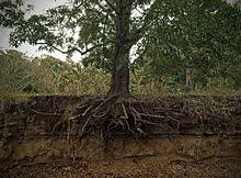 Root Wikipedia