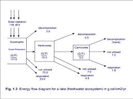 Energy Flow By Using Energy Models In Ecosystem