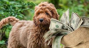 Place a free ad today! Cockapoo Price How Much To Expect To Pay For Your Puppy