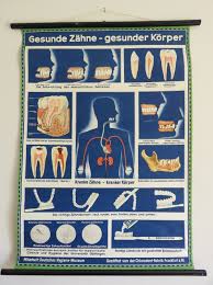 Vintage Educational School Chart Of Teeth In Health Disease Dental Hygiene