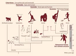 hominins originated in africa from ape
