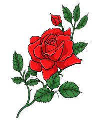 red rose vector ilration
