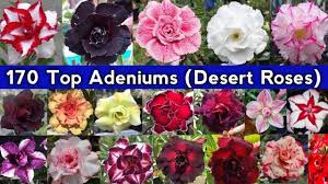 adenium desert rose top most