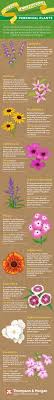 Flower name with images english vocabulary words learn. Top 10 Perennial Plants Thompson Morgan