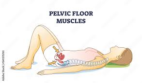 pelvic floor muscles anatomical