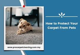 how to protect your carpet from pets