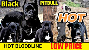 hot bloodline black pitbull puppy in