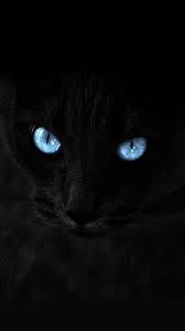Elegant Black Cat With Piercing Blue Eyes
