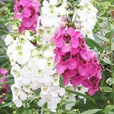 Издръжливи цветя градината, които трудно ще убиете. 17 Gradinski Rasteniya Za Cvyat Prez Cyaloto Lyato Comfort Bg