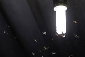 keep bugs away from the porch light