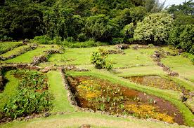 limahuli garden kauai