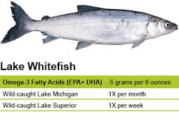 Lake Whitefish Eat Wisconsin Fish