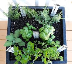 Tips For Planting A Container Herb Garden