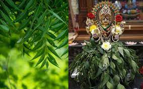 specially named tree is worshiped in navratri bml | Navratri 2022: नवरात्र  में पूजे जाते हैं नीम के पेड़, मां दुर्गा का इस पेड़ में होता है वास