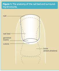 repair of nail bed injury acute