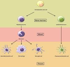 Monocyte Macrophage Lineage All Cells From The Monocyte