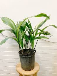 13 Best Indoor Plants And How To Care