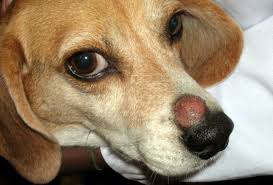 is dog and cat ringworm conious
