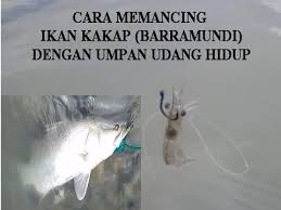 Untuk saat ini.harga ikan kakap di pasaran berkisar 40 ribuan. Cara Memancing Ikan Kakap Barramundi Dengan Umpan Udang Hidup By Dzunti Qam