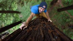 free climbed a giant redwood tree