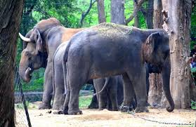 elephants bannerghatta national park