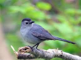 catbirds are common but yet beautiful