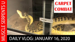 carpet python breeding secrets jan 17