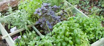 How To Start An Herb Garden Abc Blog