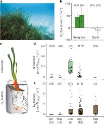 nitrogen fixing symbiosis