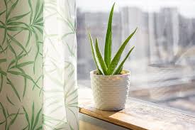 top 10 house plants best indoor plants