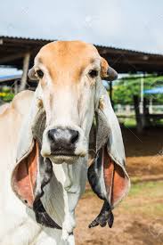 They are generally light to medium gray in color. Head Shot Of Brahman Cattle Thailand Stock Photo Picture And Royalty Free Image Image 33398235