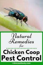 flies in your en coop naturally