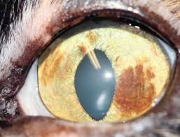 While melanosis is typically less of a concern, it can still lead to loss of vision. Feline Diffuse Iris Melanoma Companion Animal